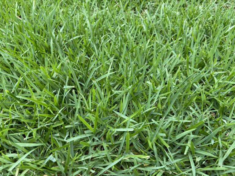 palisades zoysia grass sod - sod installation lawn installation