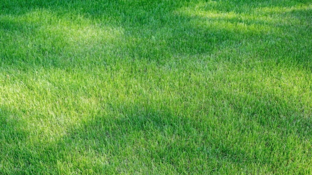 Centipede sod installation in Louisiana showing light-green color and medium blade