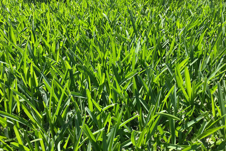 St. Augustine Grass Sod Floratam Variety