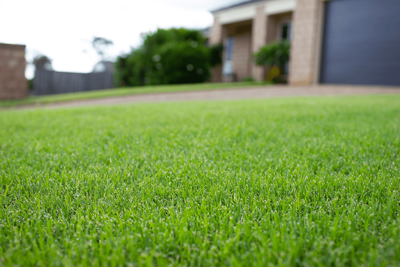 Open full-sun lot installed with TifTuf Bermuda