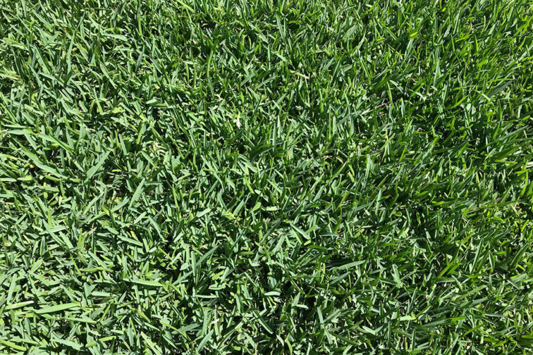 Floratam St. Augustine grass sod in Covington Louisiana