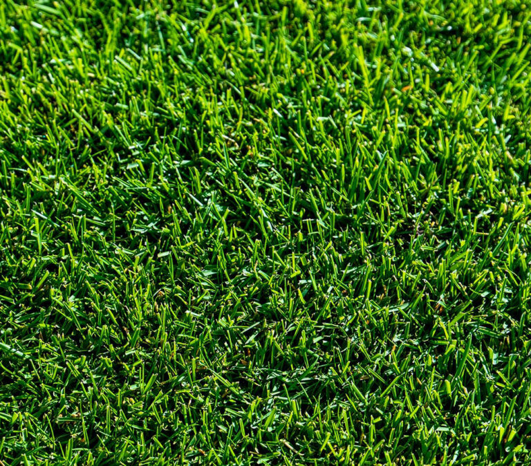 TifTuf Bermuda grass sod in Covington and Louisiana