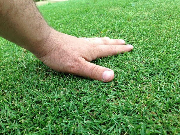 Zeon Zoysia grass
